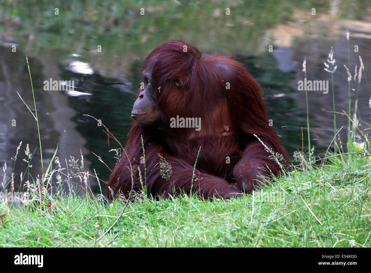 Seule femme de l'orang-outan de Bornéo (Pongo pygmaeus) Banque D'Images