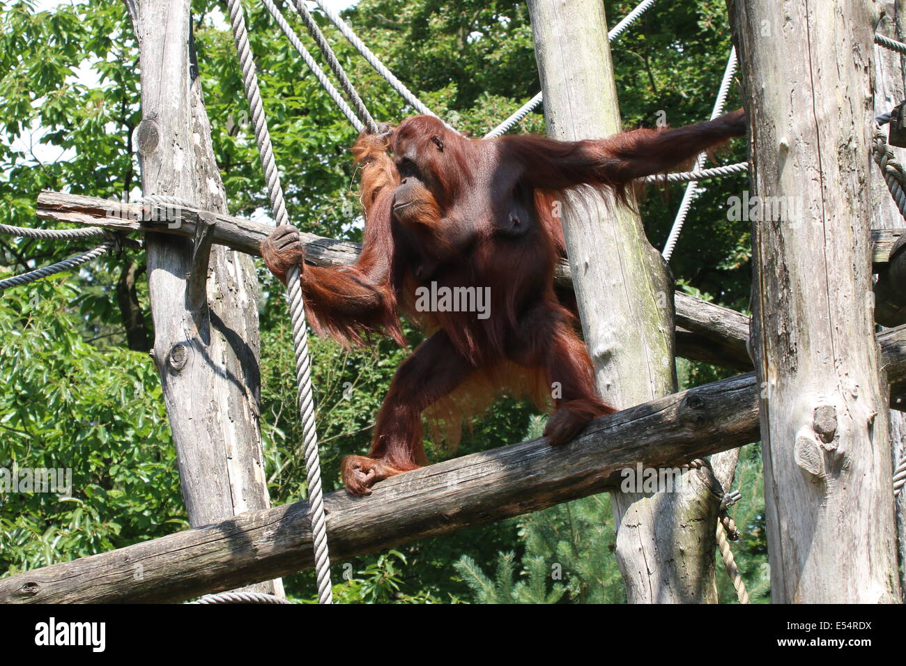(Orang-outan (Pongo pygmaeus)) dans un zoo en ligne Banque D'Images