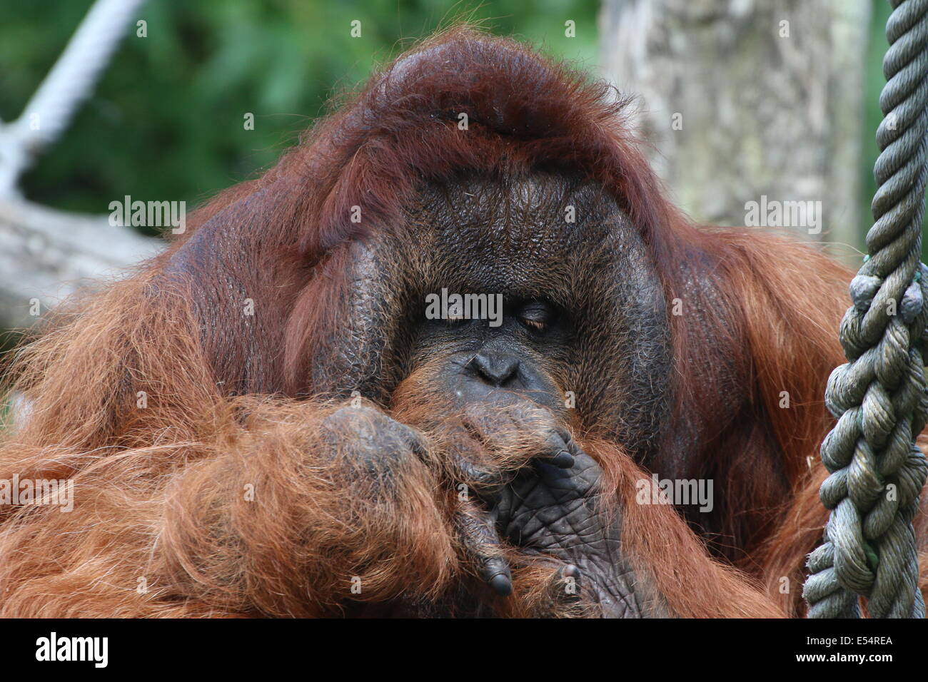 La fermeture du la tête d'un mâle adulte (orang-outan (Pongo pygmaeus)) Banque D'Images