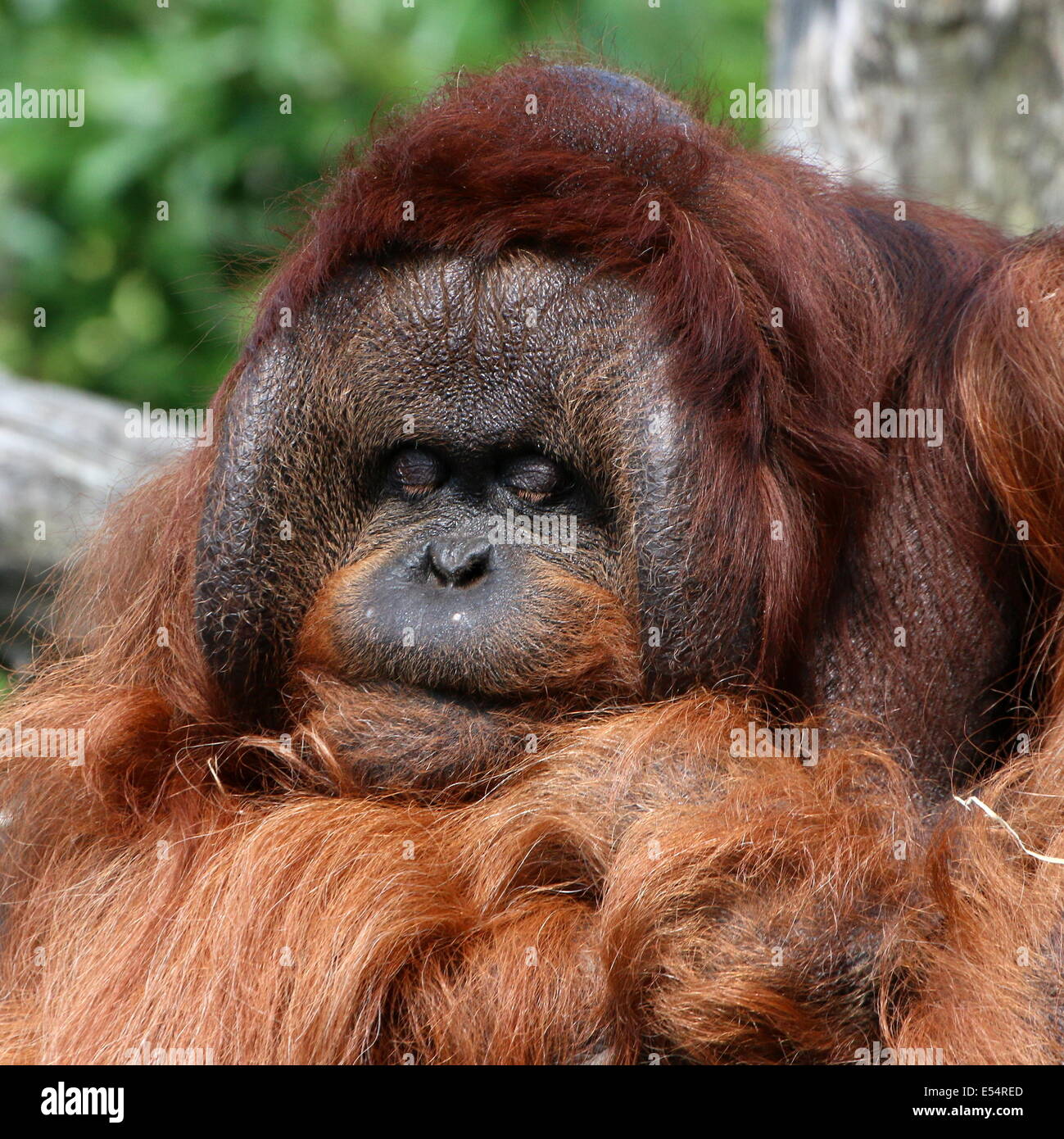 La fermeture du la tête d'un mâle adulte (orang-outan (Pongo pygmaeus)), appelé Kevin (Apenheul Zoo) Banque D'Images
