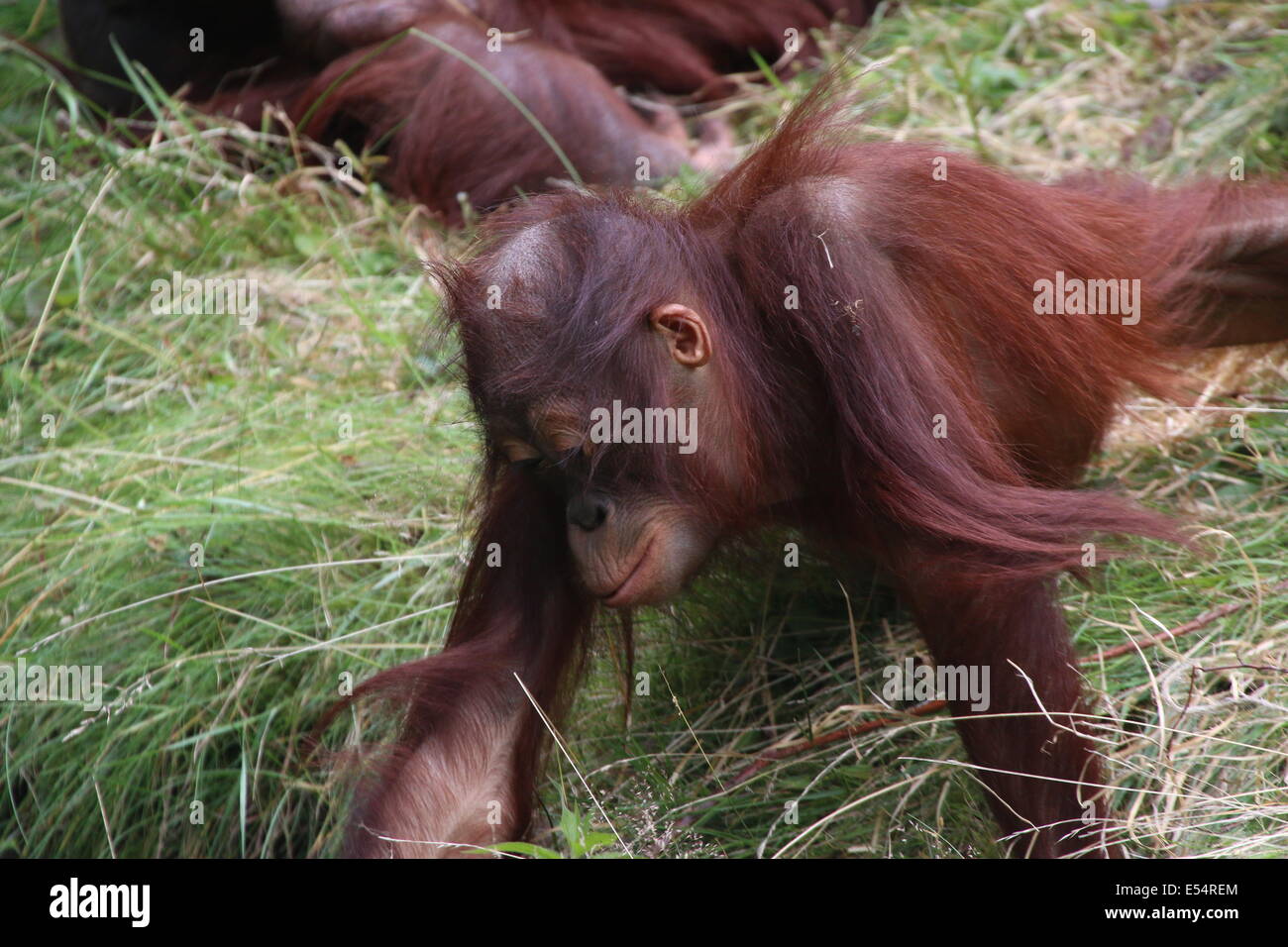 L'orang-outan de Bornéo pour mineurs (Pongo pygmaeus) à Apenheul Primate Zoo, Apeldoorn, Pays-Bas Banque D'Images