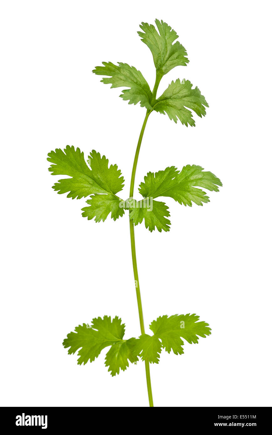 Branche de coriandre isolated on white Banque D'Images