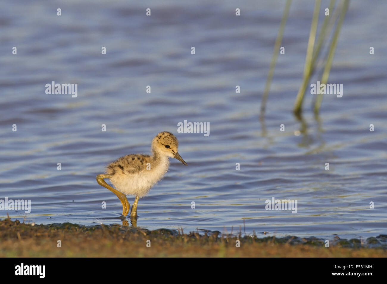 Black-winged Stilt (Himantopus himantopus), l'alimentation en eau peu profonde, Castilla y Leon, Espagne, Juin Banque D'Images