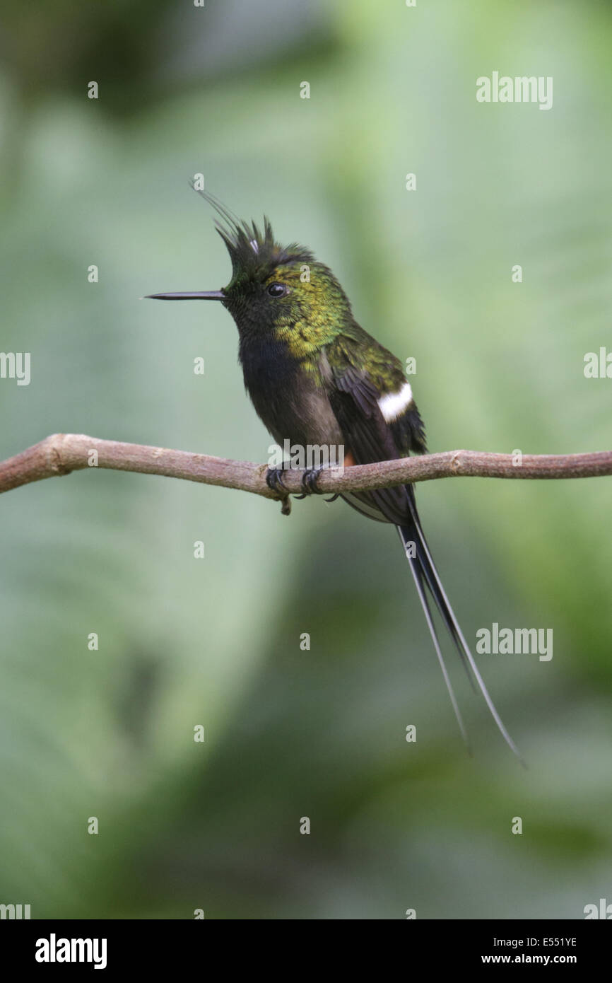 Wire-crested Thorntail (Popelairia popelairii) mâle adulte, perché sur la tige, Wild Sumaco Lodge, Équateur, province de Napo, Février Banque D'Images