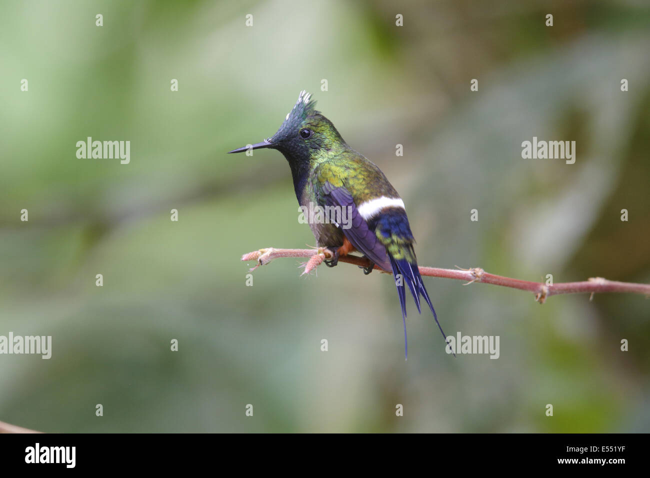 Wire-crested Thorntail (Popelairia popelairii) mâle adulte, perché sur la tige, Wild Sumaco Lodge, Équateur, province de Napo, Février Banque D'Images