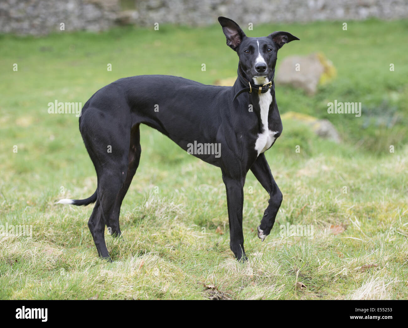 Chien domestique, mongrel (Greyhound rocé), adulte, portant un collier, debout sur l'herbe, Allendale, Northumberland, Angleterre, avril Banque D'Images