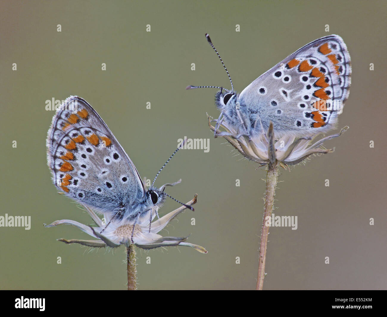 Aricia agestis Brown (Argus) deux adultes, se percher sur les flowerheads, Corse, France, Avril Banque D'Images