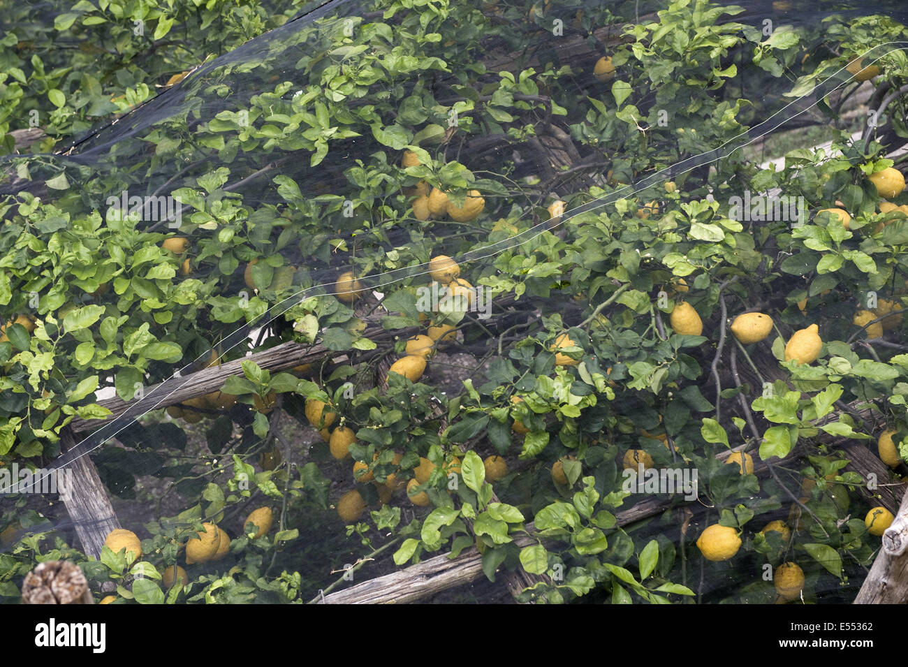 Citronniers avec fruits sous un filet d'ombre pour éviter les coups de soleil, Baie de Salerne, près de l'Amalfi, Campanie, Italie, mai Banque D'Images