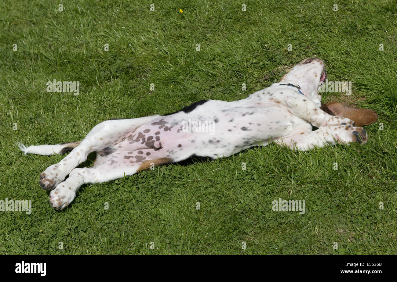 Chien domestique, Basset Hound, minet, quatre mois, roulant sur le dos Banque D'Images