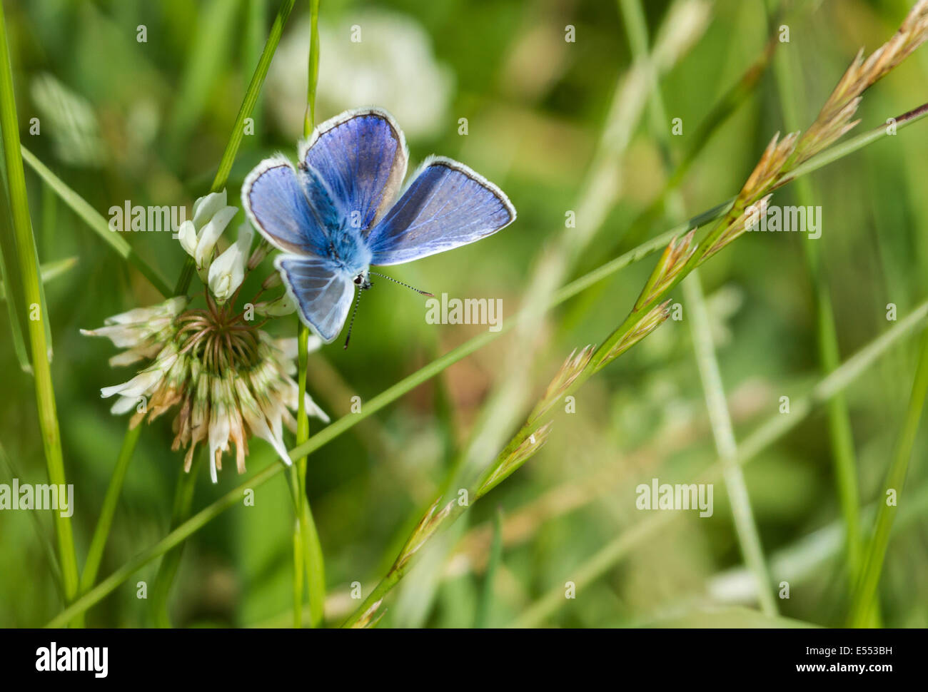 Un papillon bleu commun Banque D'Images