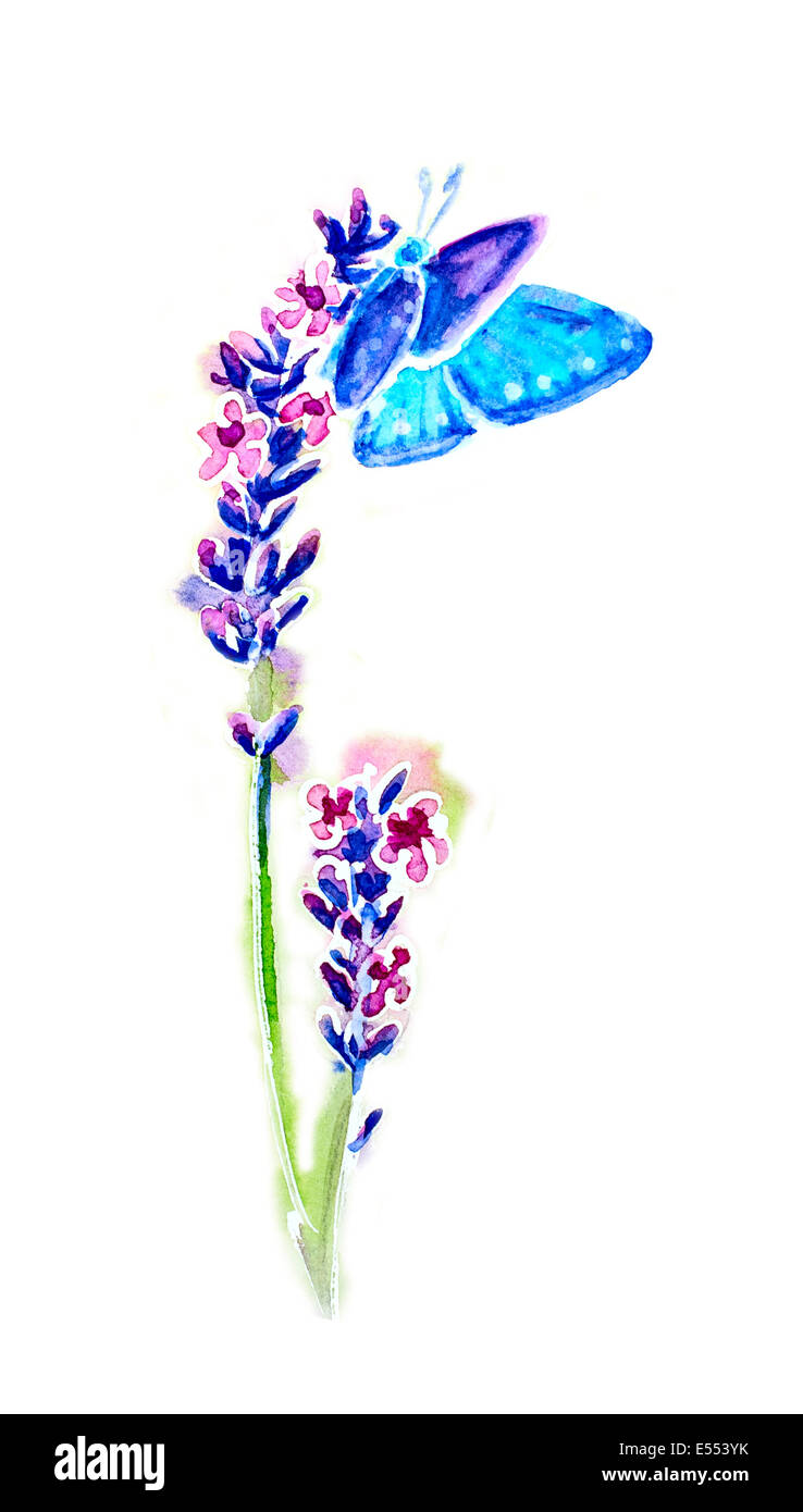 Les fleurs de lavande et papillons d'été isolé sur blanc, aquarelle Banque D'Images