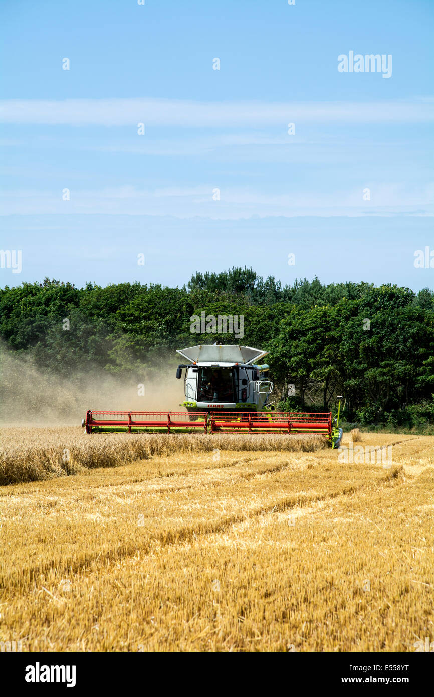 Une moissonneuse-batteuse découpage d'un champ de blé Banque D'Images