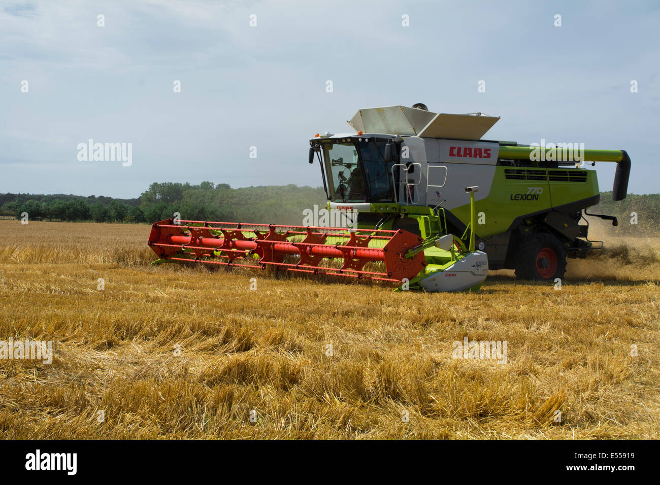Une moissonneuse-batteuse découpage d'un champ de blé. Banque D'Images