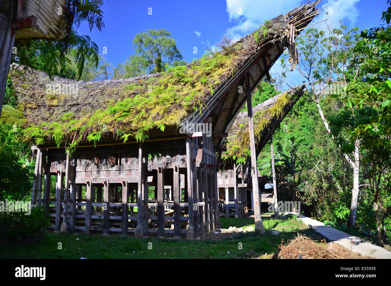 Maisons traditionnelles Tongkonan, Rantepao, Tana Toraja, Sulawesi, Indonésie Banque D'Images