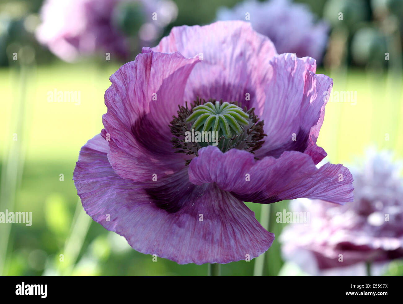 Coquelicots Purple Banque D'Images