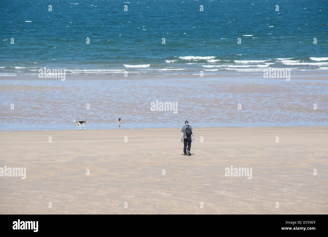 Un homme marchant deux chiens à la plage sur une journée d'été. Banque D'Images