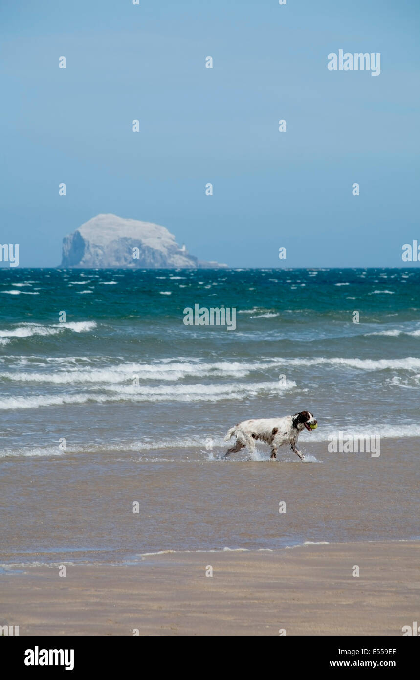 Un springer spaniel chien joue dans le surf sur une journée d'été, avec la grosse roche dans la distance. Banque D'Images