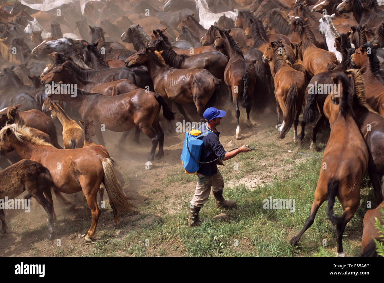 Un homme disinfests les chevaux sauvages au cours de la 'A RAPA DAS BESTAS' dans Sabucedo, Galice, Espagne Banque D'Images