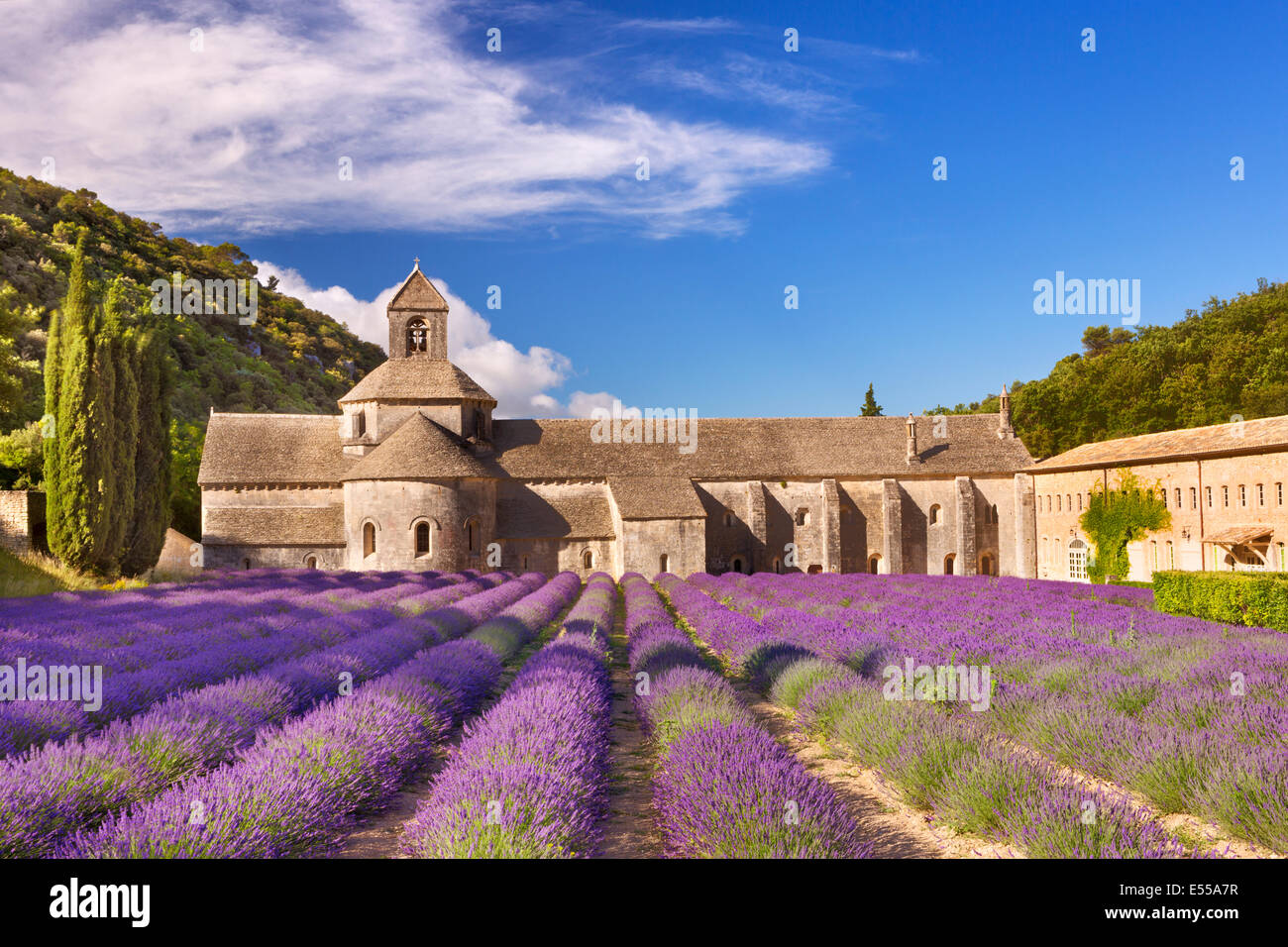 L'Abbaye de Sénanque en Provence, France de fleurs de lavande Banque D'Images