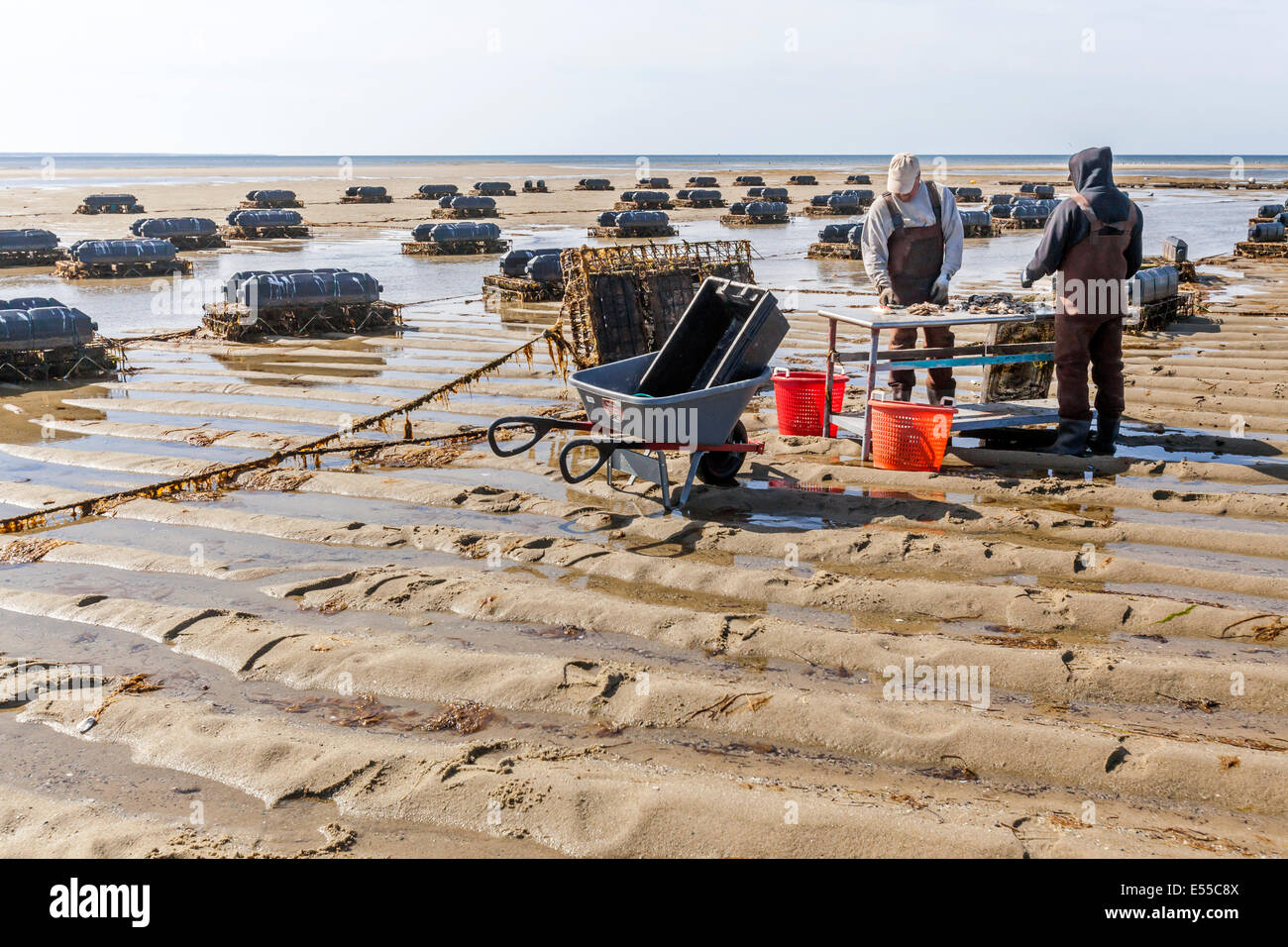 Les pêcheurs d'huîtres Huîtres de plus en plus de travail et sur leur ferme ostréicole recueillir la coquille de poisson les paniers. Banque D'Images