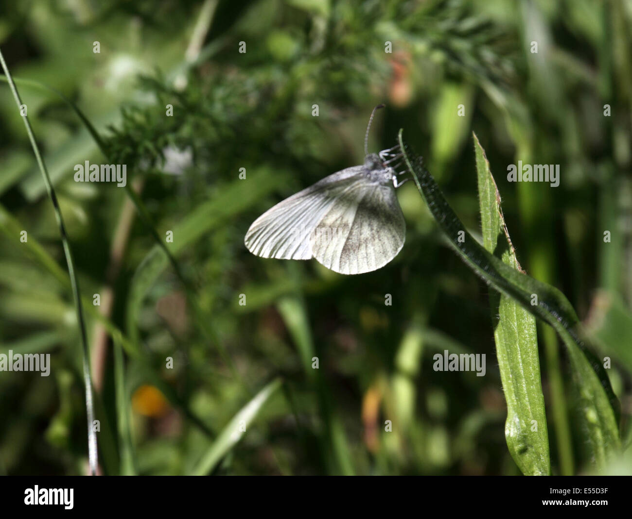 Papillon blanc en bois en Pologne Banque D'Images