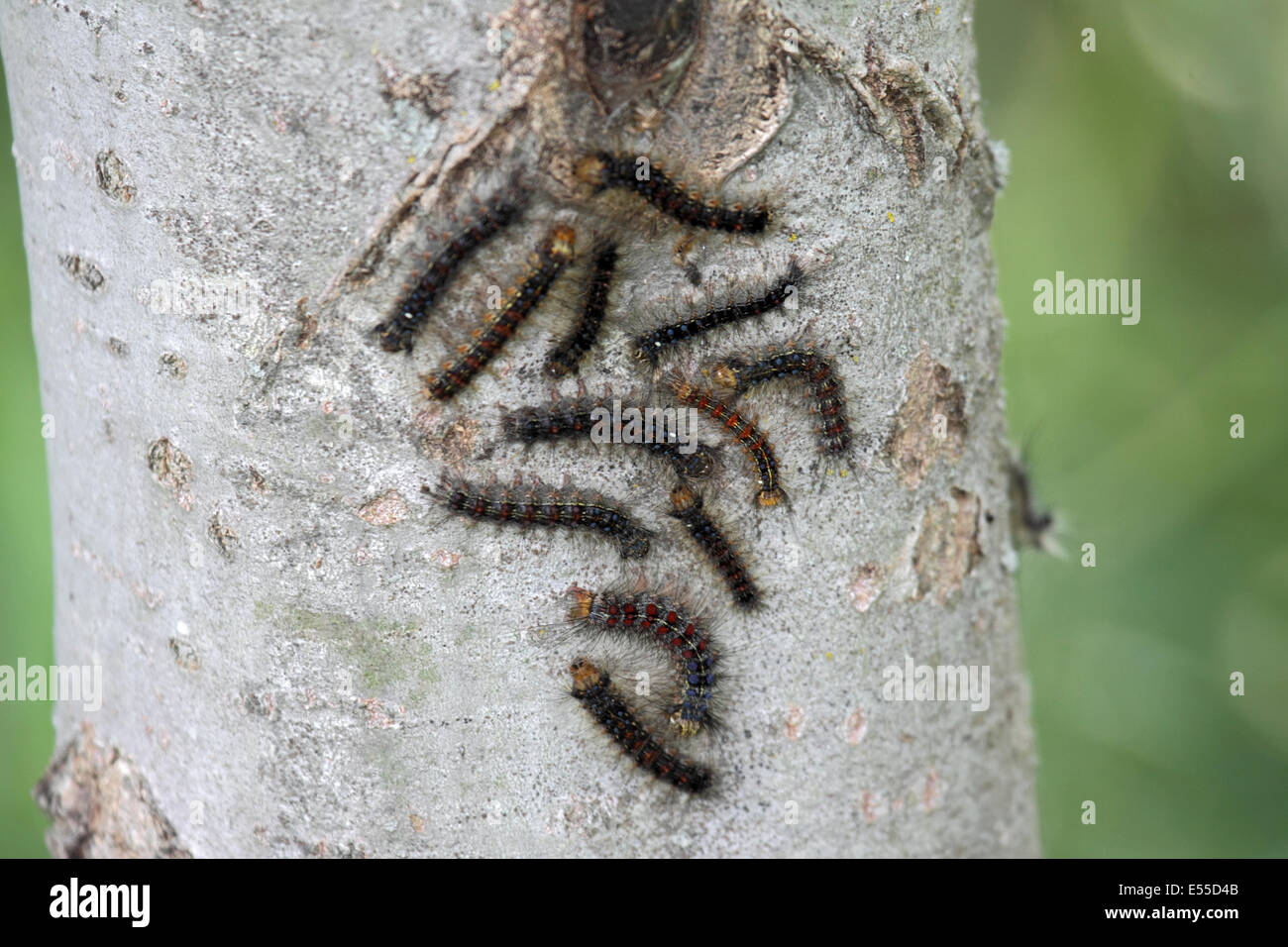 Les chenilles de la spongieuse sur tige en Pologne Banque D'Images