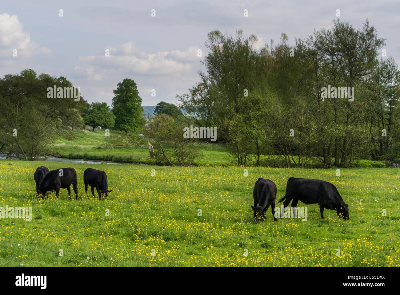 Le pâturage du bétail sur la plaine de 'Scots sur jardin", à côté de la rivière Wye, Bakewell, Derbyshire, Angleterre, peut. Banque D'Images