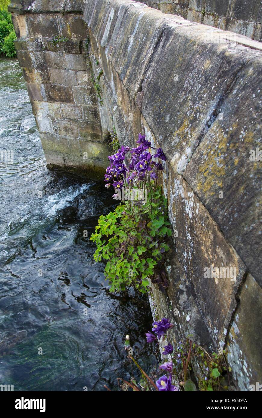 Aquilegia vulgaris, Granny's Bonnet ou de l'ancolie, évadé de jardin sur le naturalisé sur pierre pont Holme, Bakewell, Derbys Banque D'Images