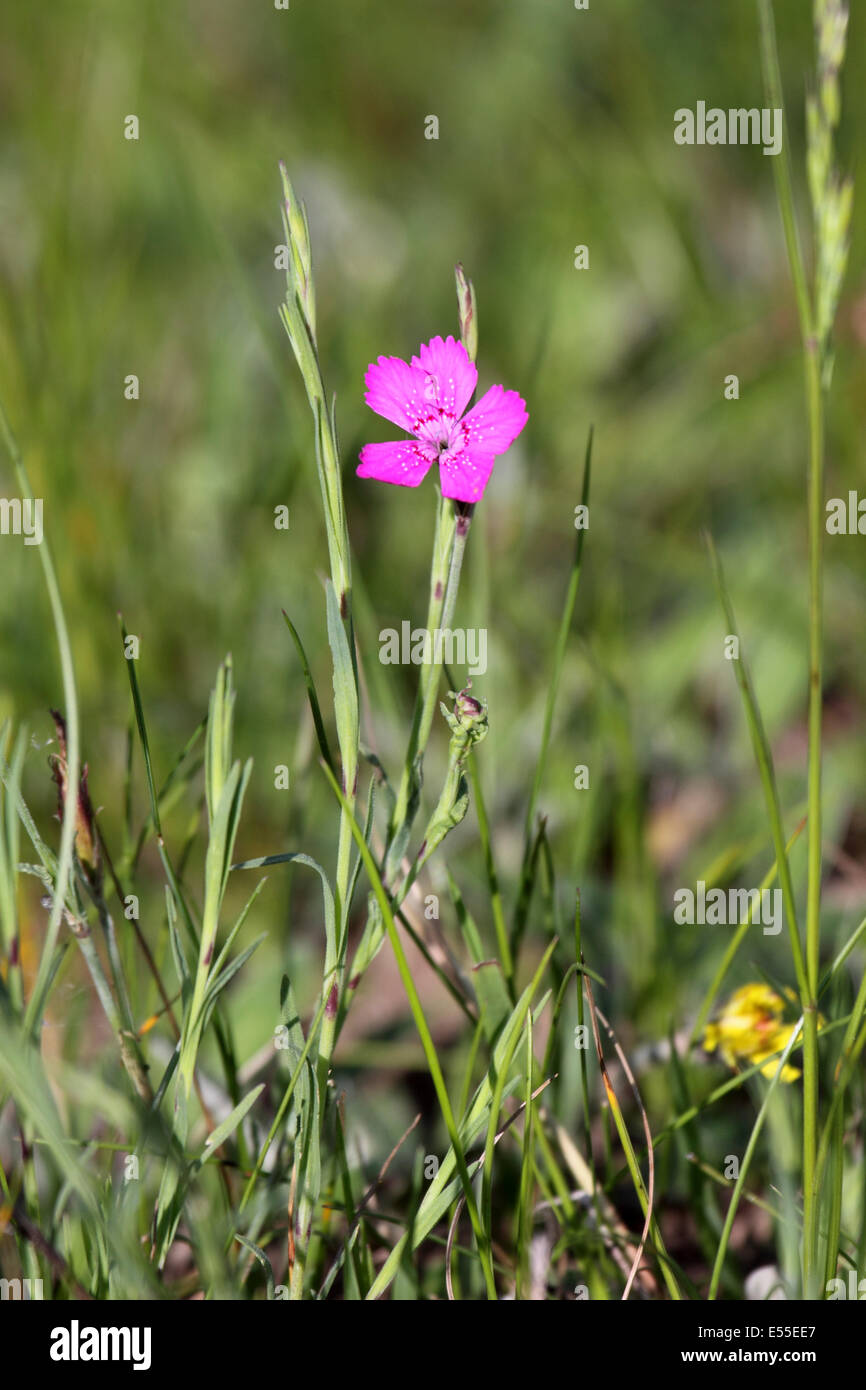 Floraison rose en tête de jeune fille grasssland en Pologne Banque D'Images