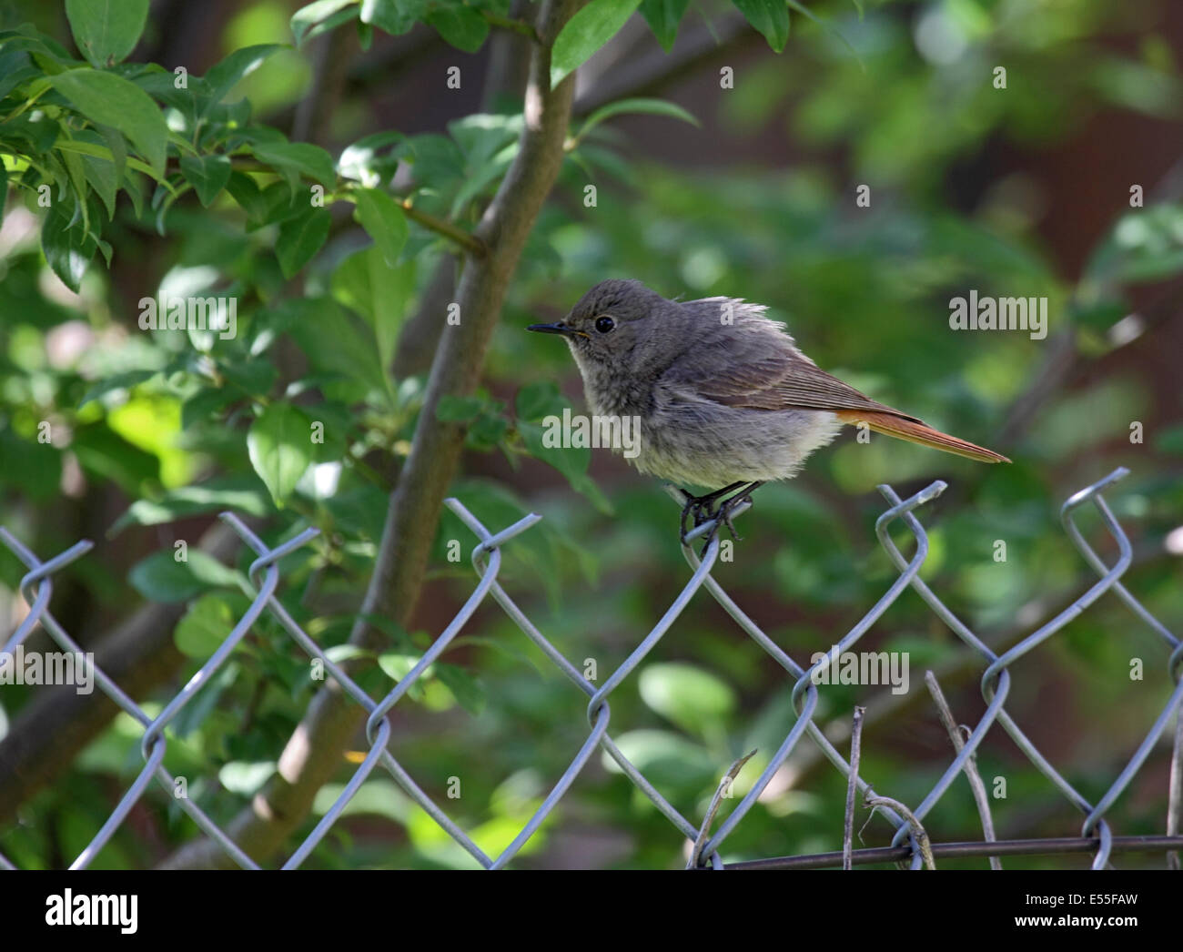 Rougequeue noir femelle en Pologne Banque D'Images