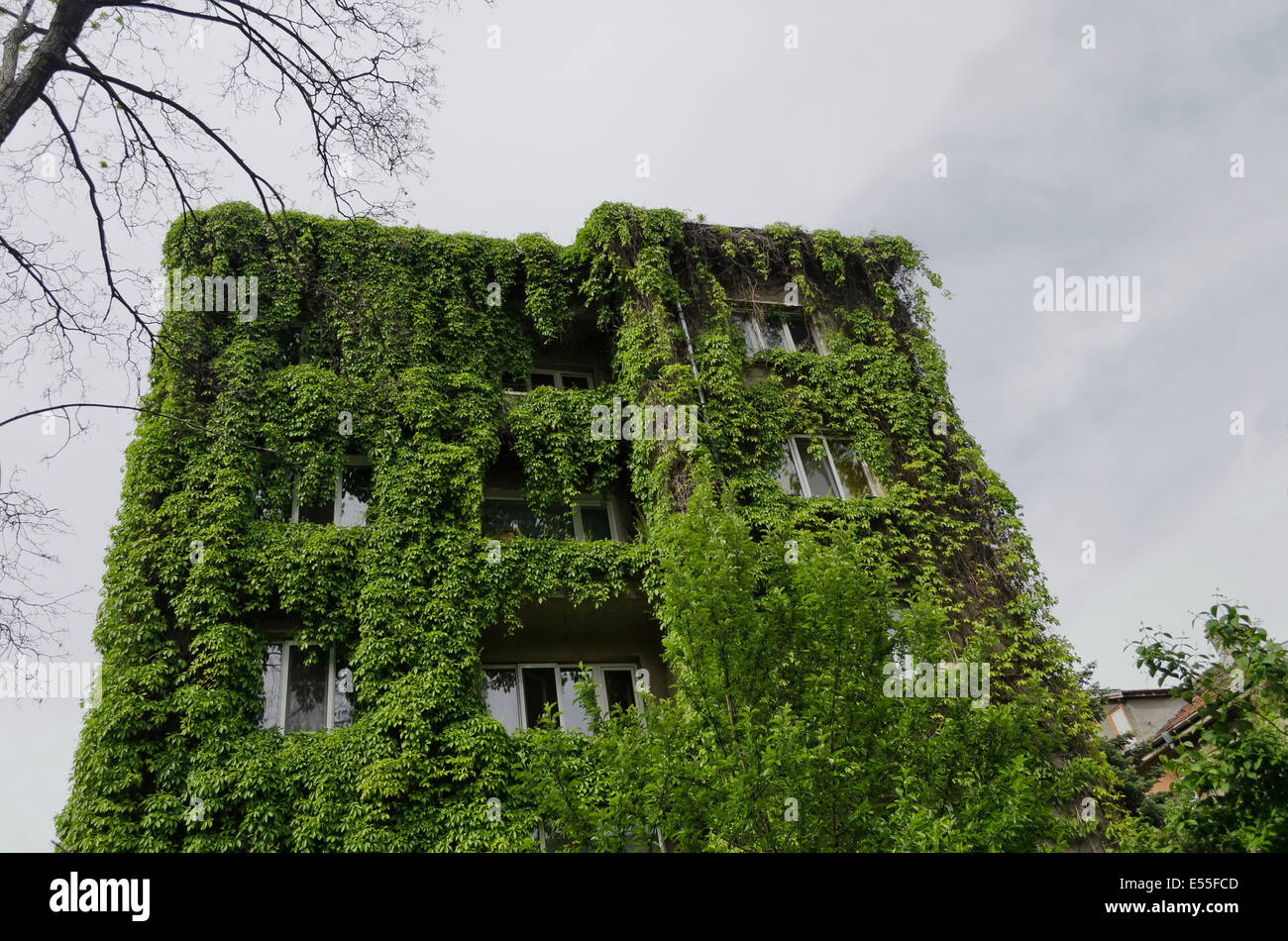 Plante rampante vert sur un wall House, maison fleurie Banque D'Images