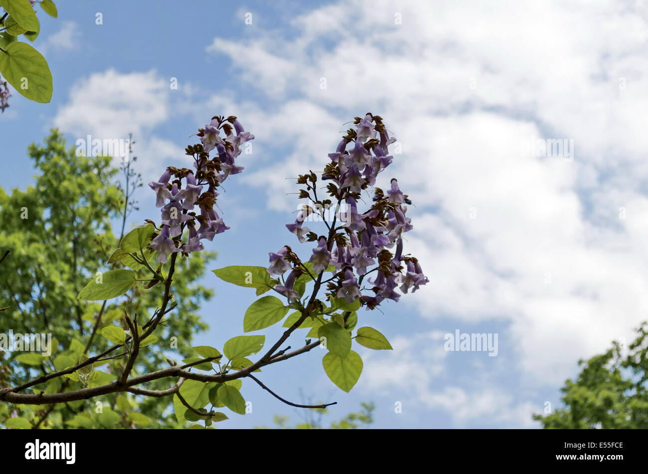 Avis de blossom branch tree à jacaranda fond ciel, Sofia, Bulgarie Banque D'Images