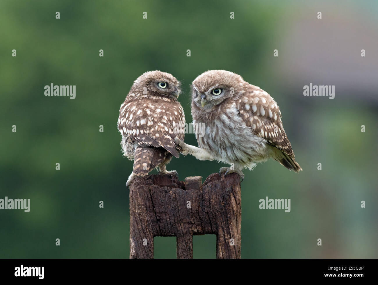Paire de petits hiboux(Owlets)-Athene noctua. Uk Banque D'Images
