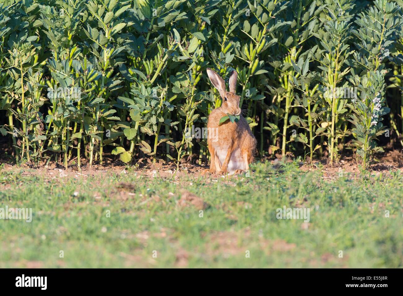Lièvre d'Europe (Lepus europaeus), brown hare, adulte se nourrit de grandes cultures de fèves, Angleterre, juillet. Banque D'Images