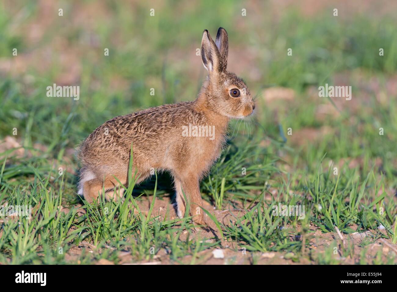 Lièvre d'Europe (Lepus europaeus), brown hare, leveret assis sur pointe, en Angleterre, juin. Banque D'Images