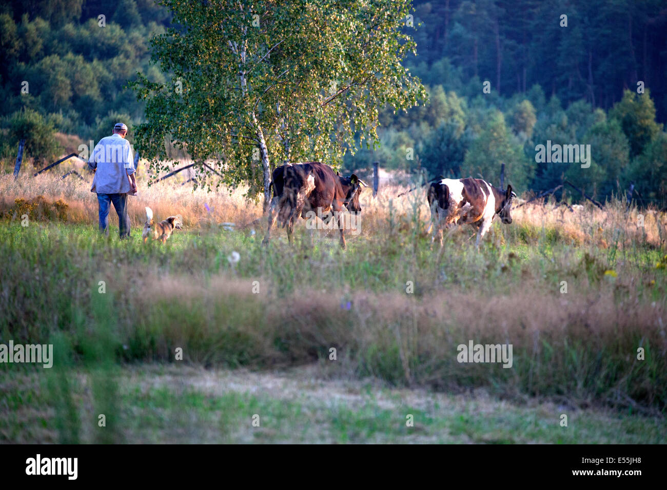 Fermier polonais et son chien l'élevage de vaches laitières accueil après l'alimentation dans le domaine agricole pour la journée. Zawady Pologne Banque D'Images