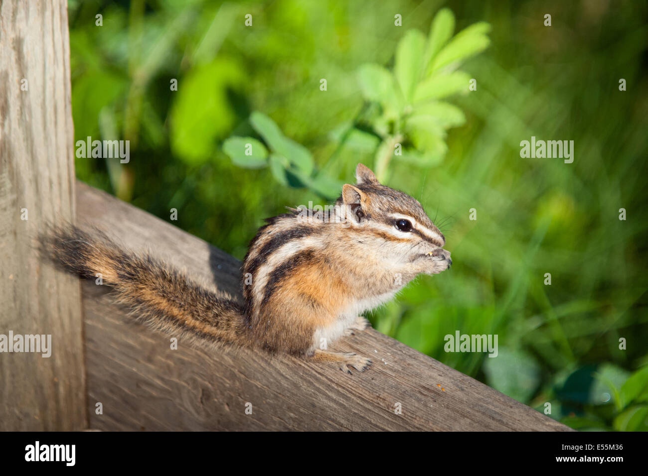 Le tamia mineur (Tamias minimus) au Parc et réserve naturelle de Whitemud à Edmonton, Alberta, Canada. Banque D'Images