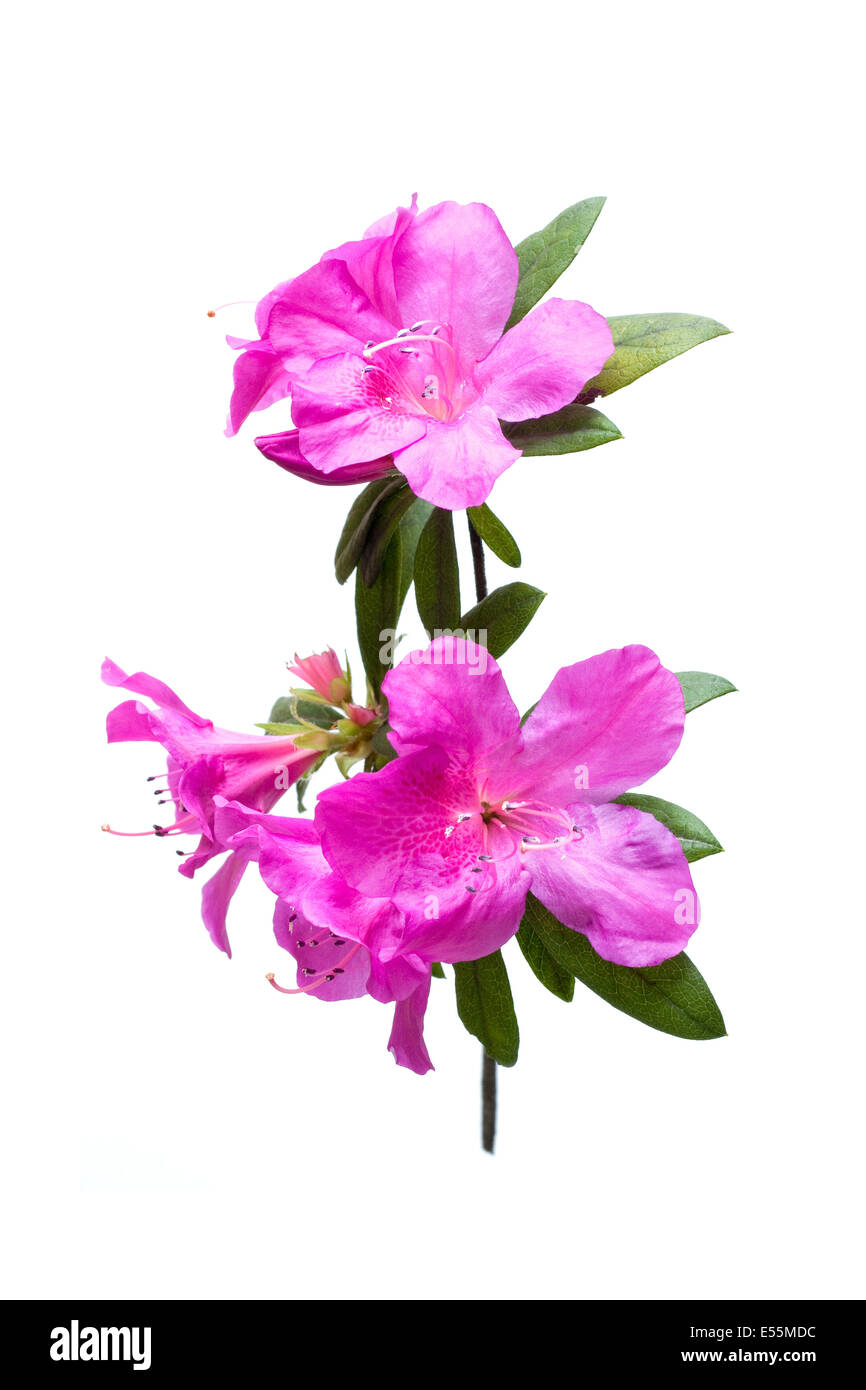 Azalea flower isolated on white background Banque D'Images