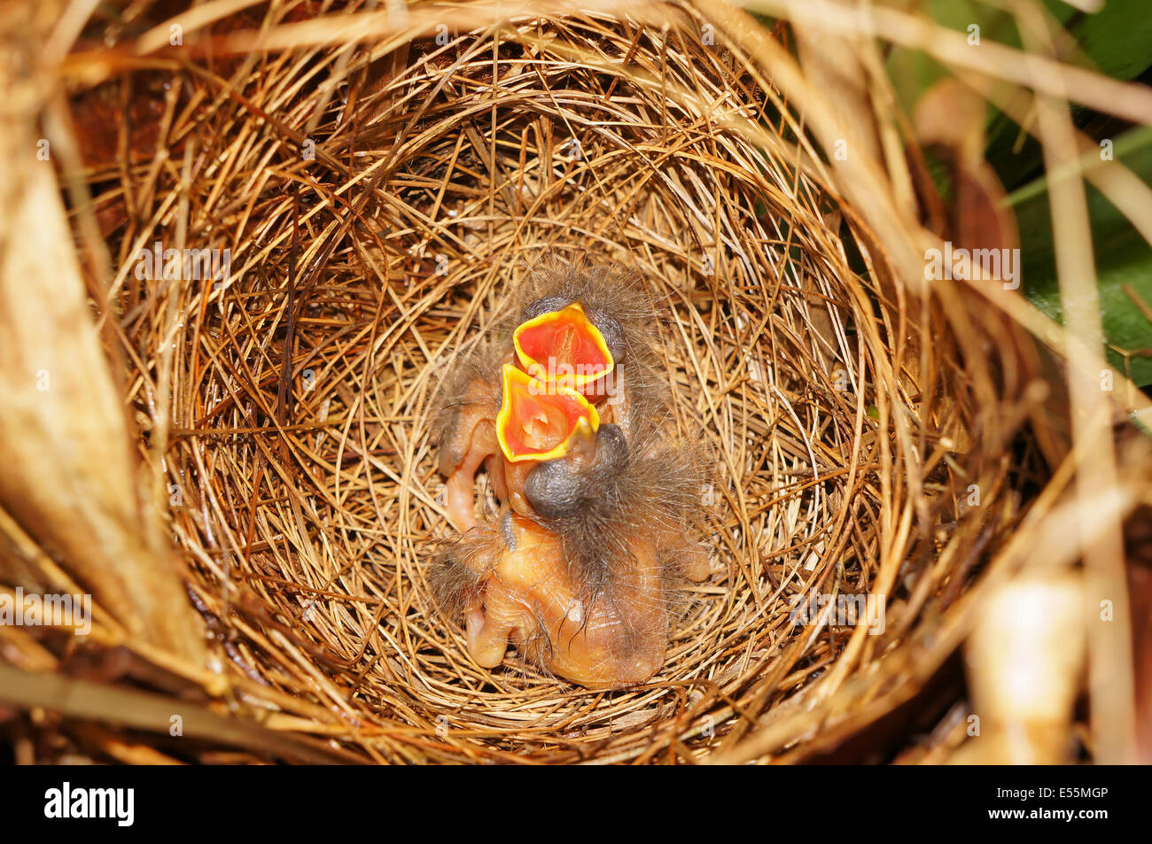 Moins de nids d'oiseaux moucherolle Kiskadee avec deux poussins affamés Banque D'Images