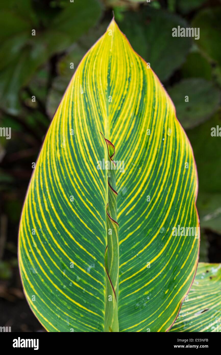 Canna Lily , voir de feuilles et de feuillage émergents Banque D'Images