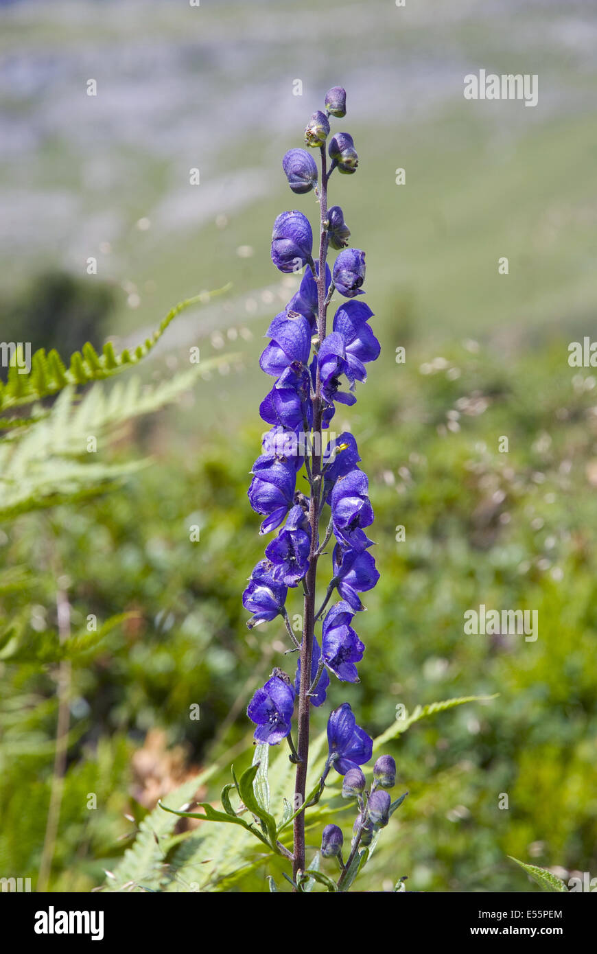 Aconitum napellus monkshood, Banque D'Images