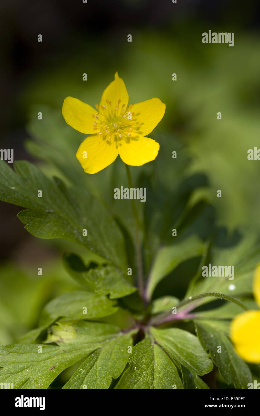 Le jaune, l'anémone des bois anemone Banque D'Images