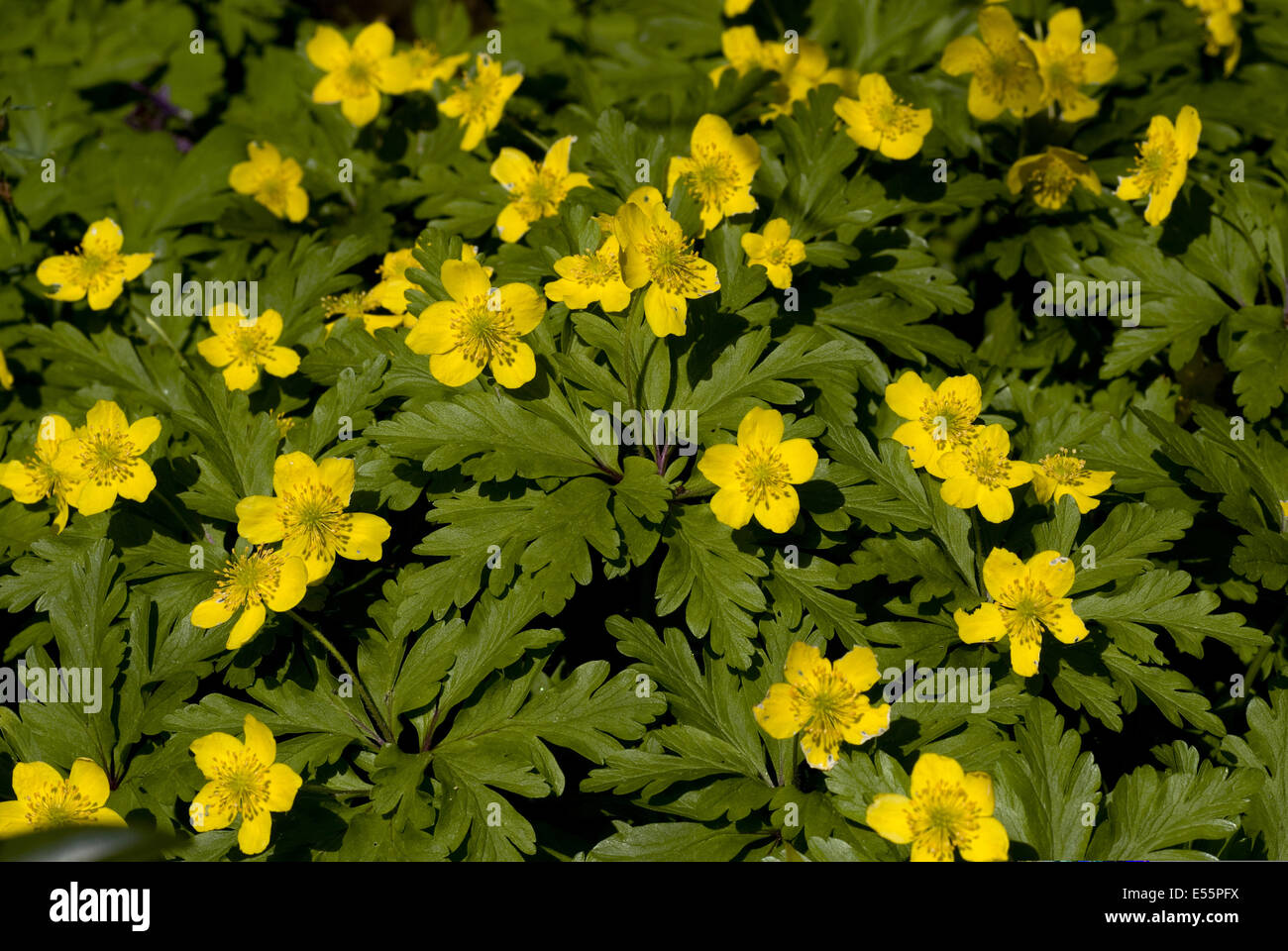 Le jaune, l'anémone des bois anemone Photo Stock - Alamy