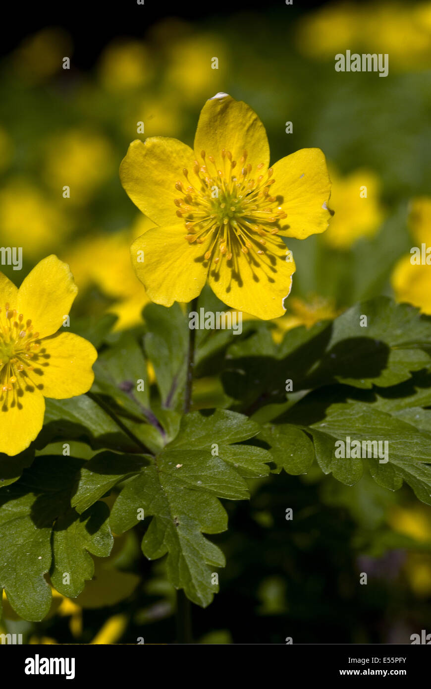 Le jaune, l'anémone des bois anemone Banque D'Images