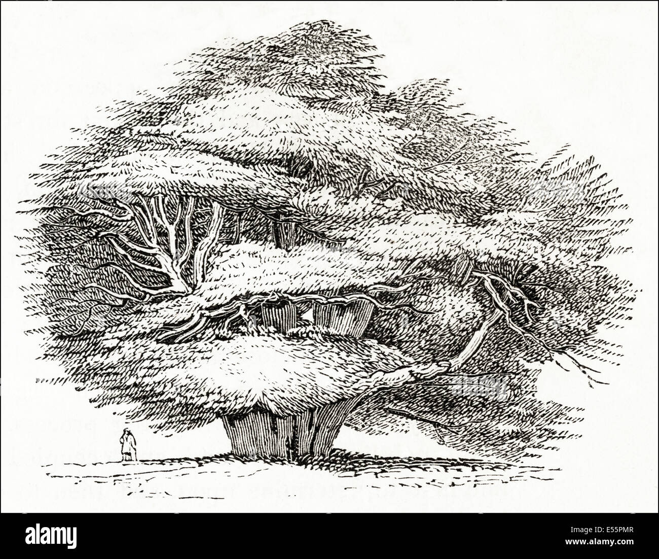 L'Ankerwycke Yew pensé à 2 500 ans. La gravure sur bois victorien circa 1845. Banque D'Images