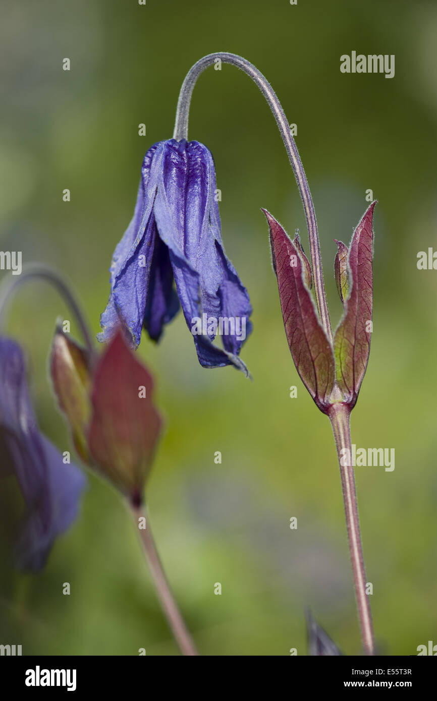 Clematis integrifolia Banque D'Images