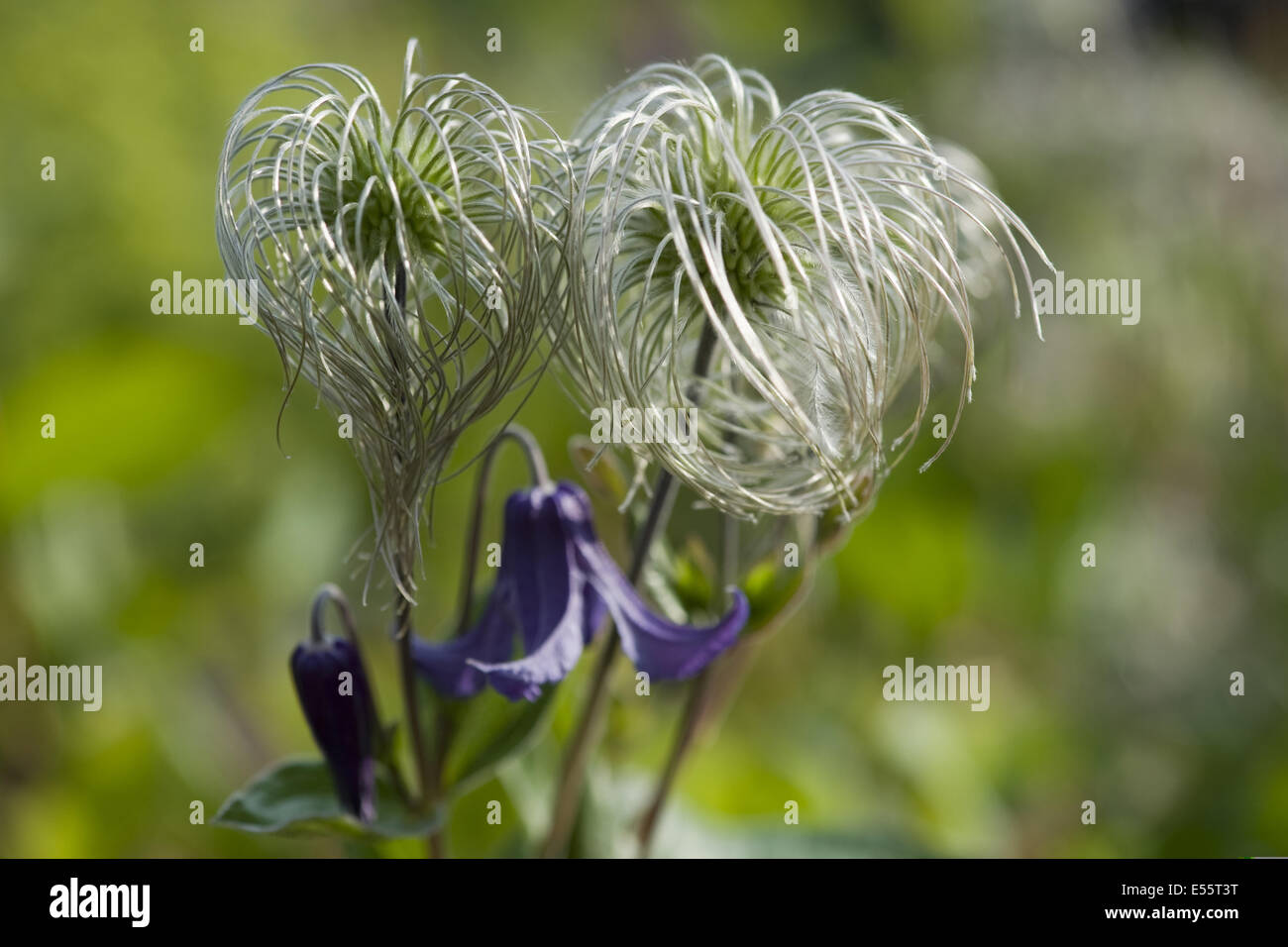 Clematis integrifolia Banque D'Images