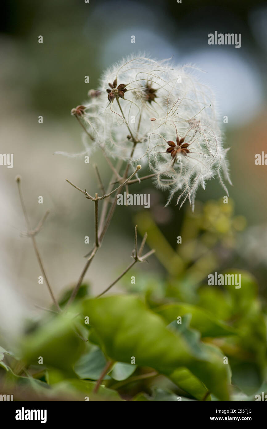 Old man's beard, Clematis vitalba Banque D'Images