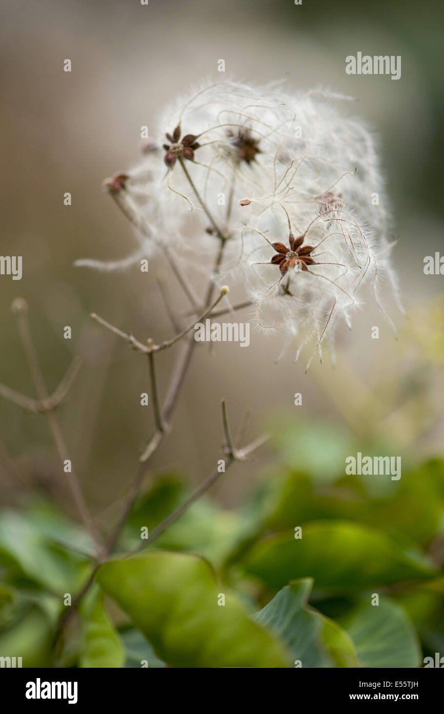 Old man's beard, Clematis vitalba Banque D'Images