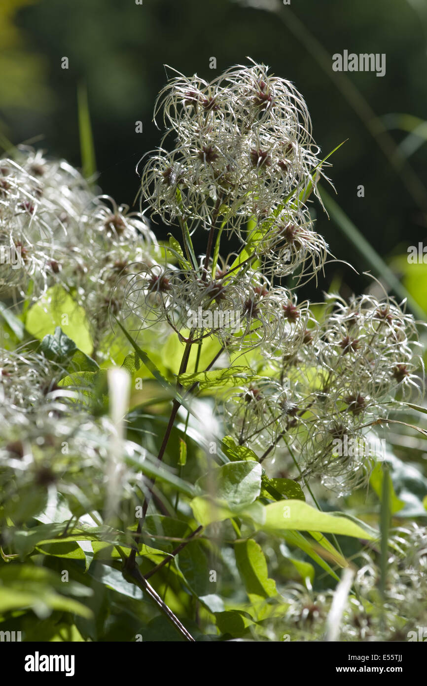 Old man's beard, Clematis vitalba Banque D'Images